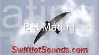 Swiftle Sound  BH Mating External Sound [upl. by Gerianne2]