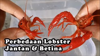 Membedakan Lobster Jantan dan Betina [upl. by Noinatrad129]