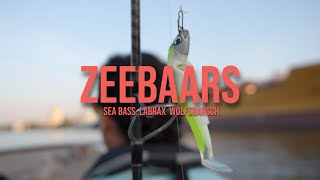 Zeebaars vissen Rotterdam  Water Wolves Fishing Store [upl. by Eillen578]