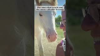 Gypsy Vanner Horses at HorseFeathersFarmTNcom [upl. by Naji]