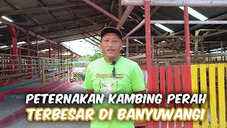 Peternakan Kambing Perah Terbesar Di Banyuwangi [upl. by Hayifas]