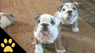 Bulldogs Are Awesome Compilation [upl. by Annekim]