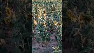 La Magia del Girasol ¡El Rey del Jardín en Todo su Esplendor short Flores y Mariposas [upl. by Oigroeg939]