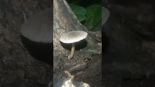 Beautiful Pluteus inquilinus mushroom fungi mushroom mushroomtypes [upl. by Eilac]