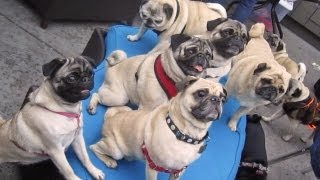 36 Pugs [upl. by Kier]