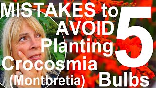 Five Mistakes to Avoid Planting and Growing Crocosmia Bulbs  Montbretia [upl. by Soloman414]