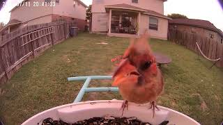 Juvenile Cardinal Eating from Feeder [upl. by Dora]