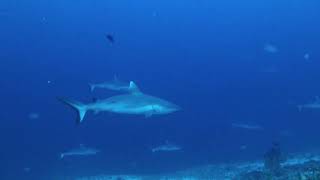 MOOFUSHI SHARK PASS 20 NOV 23 [upl. by Salchunas]