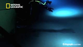 James Camerons first footage from the deep sea floor [upl. by Ttocs339]