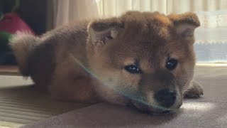 【秘蔵映像】世界一可愛い柴犬の子犬あまりにも尊すぎる1分間 [upl. by Anneyehc379]