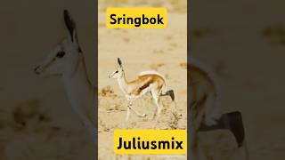 SPRINGBOK spring springboks springbok impala antelope free [upl. by Anival]