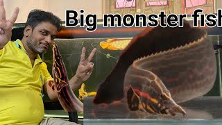 Red fire ell  Fire red ell unboxing  Lowest Value Pocket Friendly Monster fish [upl. by Ydneh]