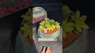 천대전송금철화Pachyphytum compactum 아프리카식물 반려식물 succulent 다육식물 plants 다육이 [upl. by Ecyla]