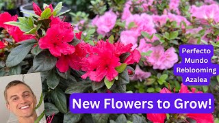 ReBlooming AZALEA Perfecto Mundo  Try this New Plant [upl. by Nidya226]