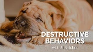 Dog Behavior Destructive Dogs [upl. by Eedna452]