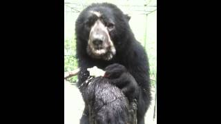 Spectacled bear eats corn on the cob [upl. by Teddman184]