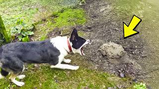 Dog Refuses to Sop Barking at Lump of Dirt—Owner Turns Pale When He Discovers What It Is [upl. by Chiarra]