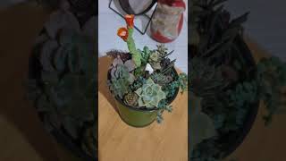 gecenin surprizii🌺♥️ youtube aranjmançiçek flowersopintua cactus [upl. by Amehr18]