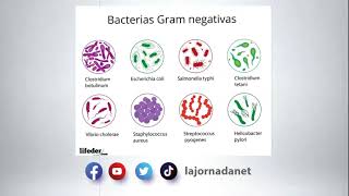 Descubren nuevo compuesto capaz de destruir bacterias super resistentes a los fármacos [upl. by Aner]