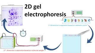 2D gel electrophoresis [upl. by Donnamarie]