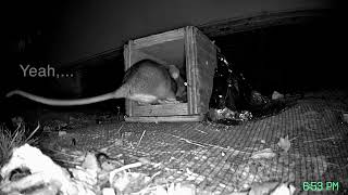 Woodrat Eviction Using a Custom OneWay Device [upl. by Soulier]