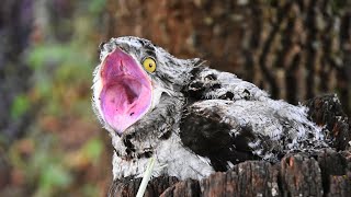 POTOO  Masters of Camouflage in the Bird Kingdom [upl. by Criswell]