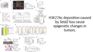 Abnormal deposition of H3K27Ac in Setd2 loss pancreatic cancer causes epigenetic changes Code 735 [upl. by Osmen818]