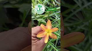 Zephyranthes Golden Manggo [upl. by Gow]