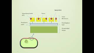 Bacterial Cell Wall Structure Gram Positive vs Gram Negative [upl. by Arbmahs302]