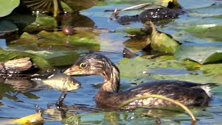 Piedbilled grebe catching a fish slow motion at burnaby lake 2020 10 06 [upl. by Akisej]