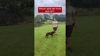 Warum setzt sich der Hund hin [upl. by Wilmer]