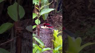 Ramphocelus dimidiatustoche pico de plata male wildbirds ornitologia thanks4u👍subscribe🦜🫶 [upl. by Ainatit]