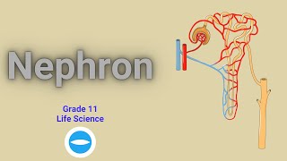 The Nephron structure and functions  Excretion in human  Grade 11 Life science [upl. by Blood]