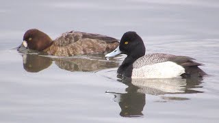 Lesser Scaup [upl. by Rehc]