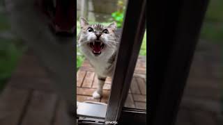 🐱This is Your Daily Dose of Funniest Cat Moments 3🤣🥰petflixcutepets funnycatvideosfunnycatscats [upl. by Amalberga]