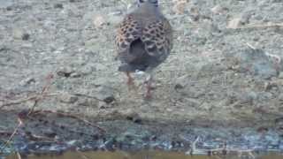 Turtle doves Streptopelia turtur drinking water from a water hole [upl. by Onnem876]