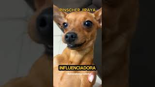 Pinscher Jiraya 🐕‍🦺 [upl. by Alisan913]