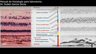 Manual de laboratorio C24 ACT3 Capas de la retina [upl. by Innoj]