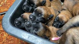 Puppies crying The sound that all dogs love Belgian Malinois [upl. by Zap]