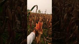 Corn Field corn cornfield cornflower travel travelblog nature shorts short shortvideo life [upl. by Brine837]