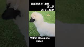 My pet Valais Blacknose sheep  Saturn 土星 [upl. by Nyrad]