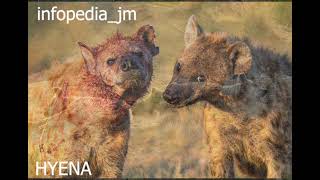 Hyena attack  Hyena  Brown hyena l SPotted hyena  Striped hyena Aardwolf infopediajm [upl. by Evey]