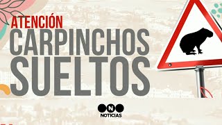 LA GUERRA ENTRE LOS VECINOS DE NORDELTA y LOS CARPINCHOS  Telefe Noticias [upl. by Milissent]