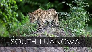 South Luangwa National Park  Zambia [upl. by Ardnekat]