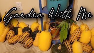 Garden Update  Squash Harvest [upl. by Aehs]