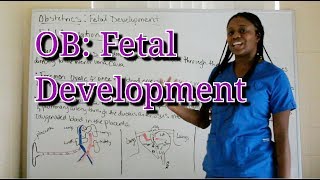 Obstetrics Fetal Development [upl. by Valonia]