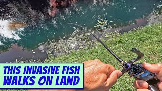 Invasive Fish Walks on Land Snakehead Fishing [upl. by Leftwich163]