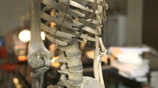 Your Aching Back — HHMI BioInteractive Video [upl. by Dlareg496]