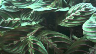 Prayer plant time lapse [upl. by Johansen]