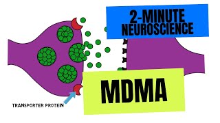 2Minute Neuroscience MDMA [upl. by Heall]